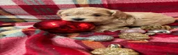 Maltipoo perros en venta: Maltipoo Toy, entrega en Diciembre - Anuncio 4