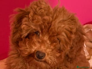 Caniche Enano perros 🐶Caniche Enano Rojo Precioso🐾 - Anuncio 23