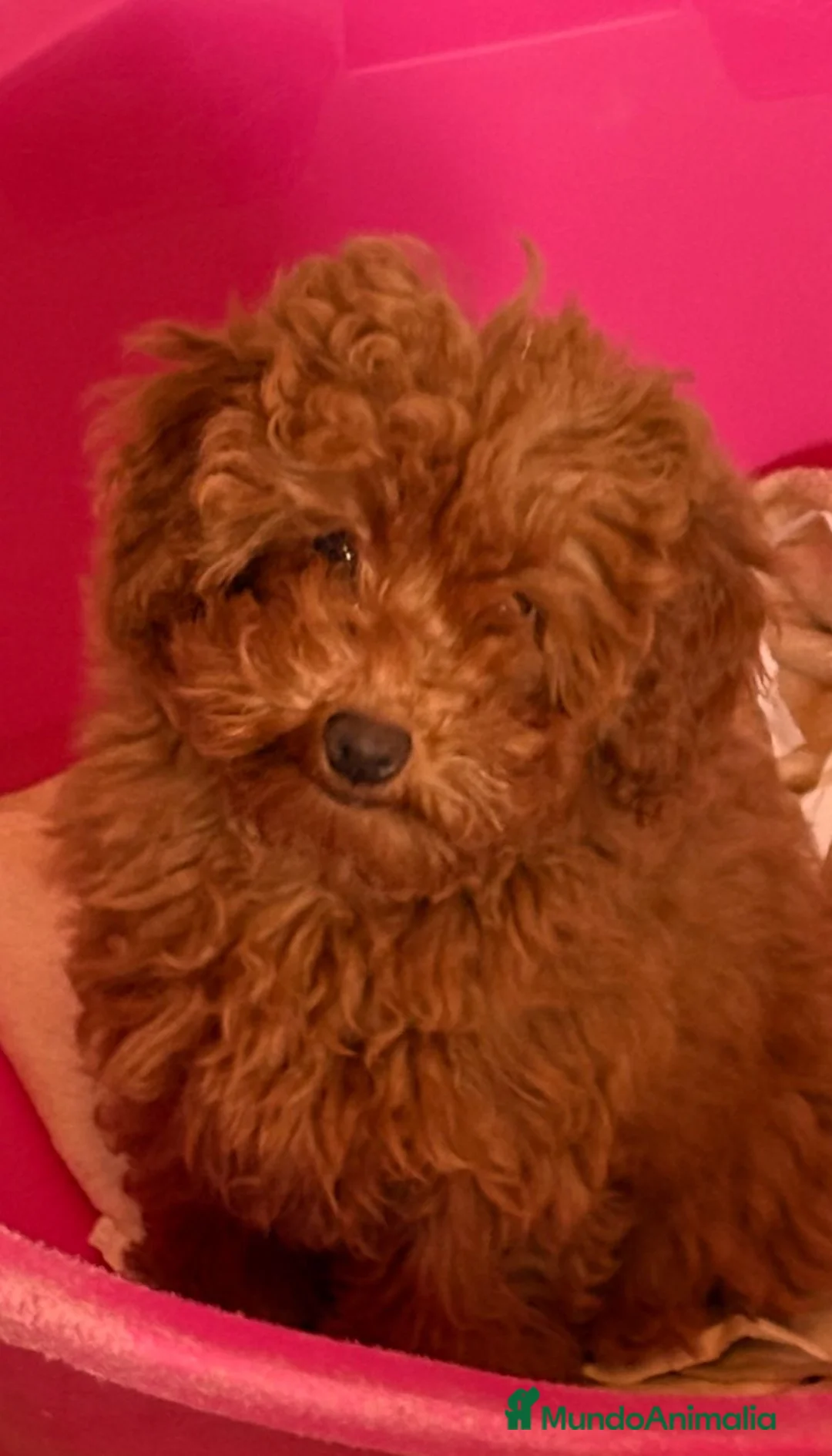 Caniche Enano perros en venta: 🐶Caniche Enano Rojo Precioso🐾 - Anuncio 1