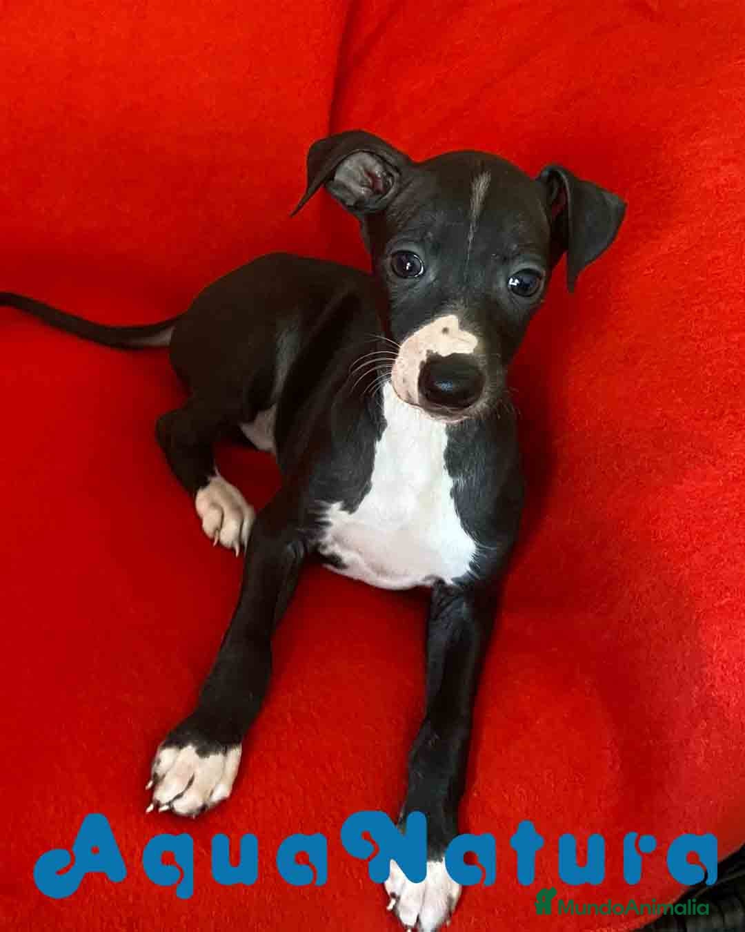 Pequeño Lebrel Italiano perros Lebrel Italiano Macho 7348 de BN - AQUANATURA en Barcelona - Anuncio 33