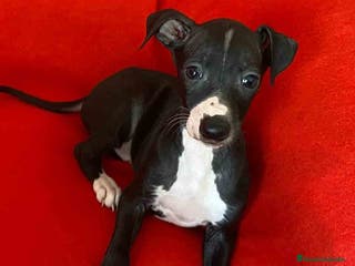 Pequeño Lebrel Italiano perros Lebrel Italiano Macho 7348 de BN - AQUANATURA en Barcelona - Anuncio 12