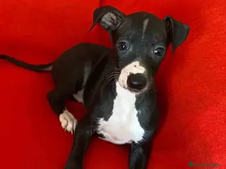 Pequeño Lebrel Italiano perros Lebrel Italiano Macho 7348 de BN - AQUANATURA en Barcelona - Anuncio 10