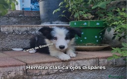 Border Collie perros en venta: Border collie - Imagen 2