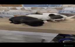 Bulldog Francés perros en venta: Bulldog francés exóticos  - Imagen 9