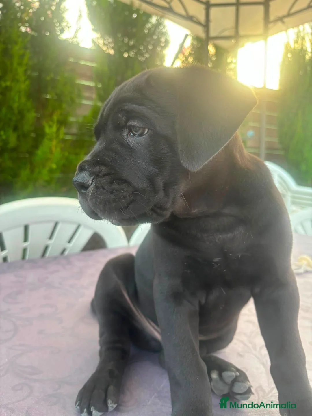 Cane Corso perros en venta: Cane Corso  - Anuncio 5