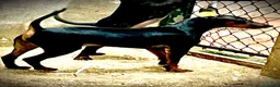 Pinscher Miniatura perros en venta: Caraby Harlequin Pinscher Benidorm  - Anuncio 4