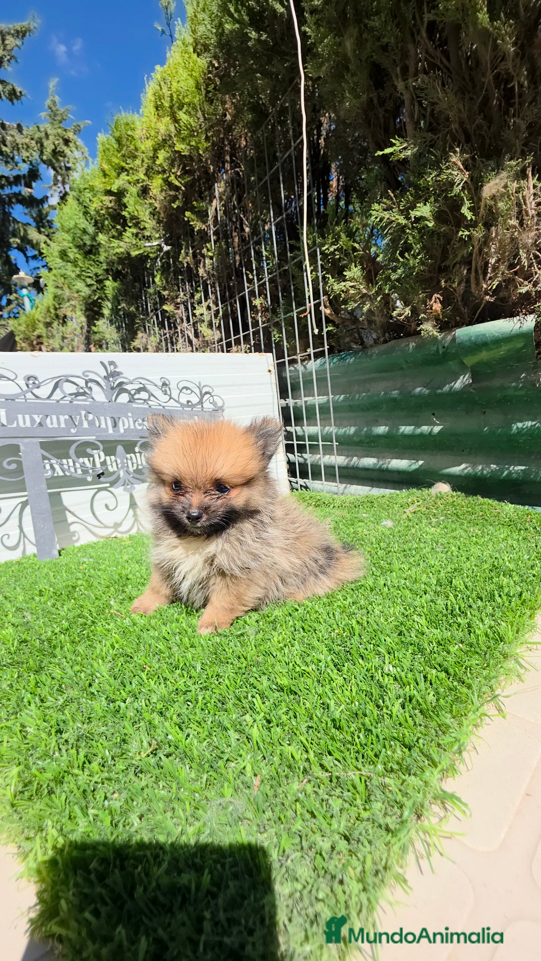 Pomerania perros en venta: Pomeranias TEA CUP - Anuncio 2