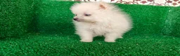 Pomerania perros en venta: Pomerania  - Anuncio 5
