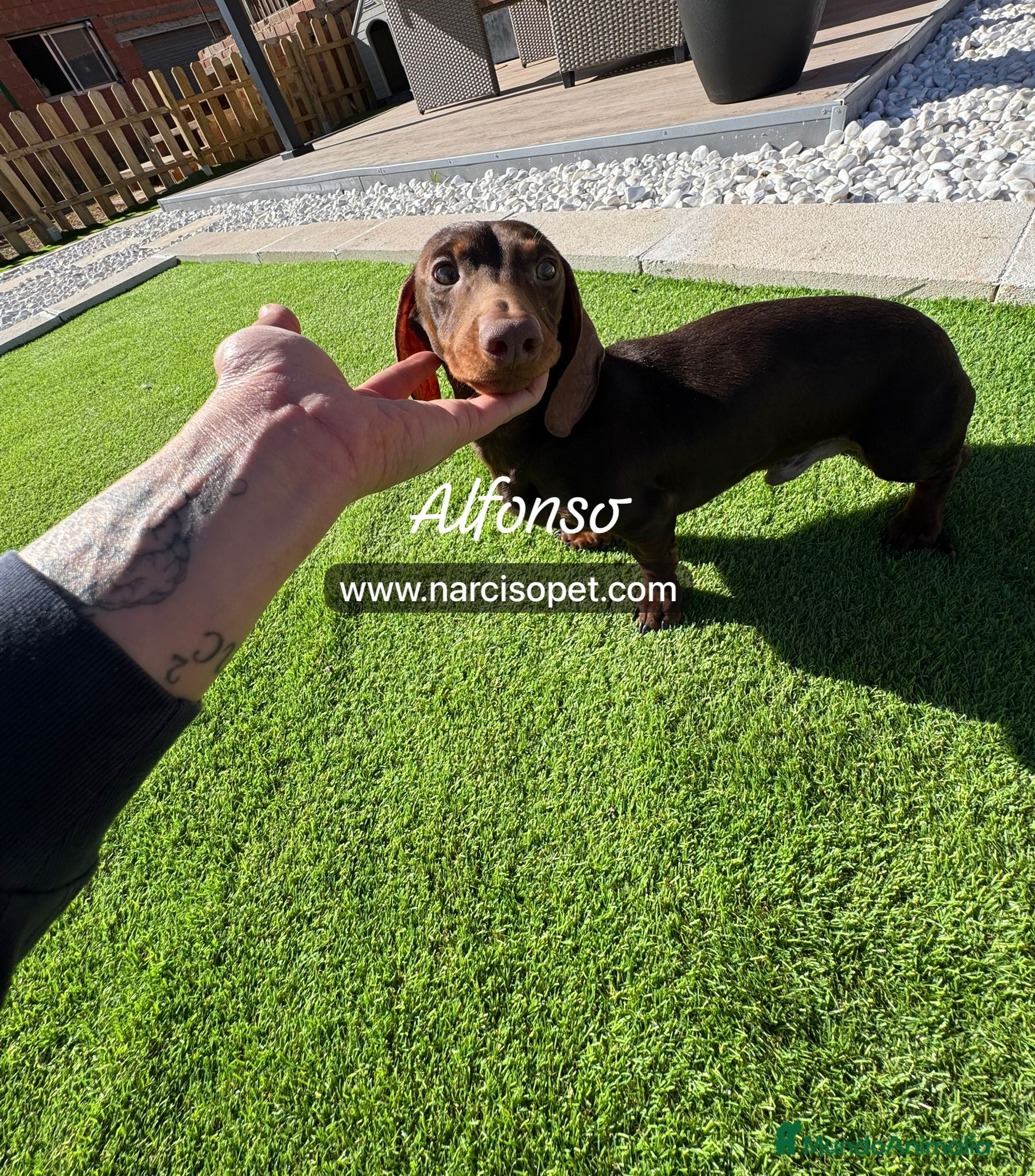 Teckel Miniatura perros TECKEL 5 CON GARANTIAS - Anuncio 4