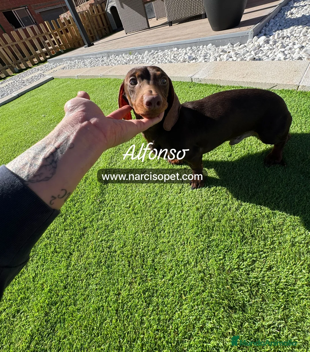 Teckel Miniatura perros en venta: TECKEL 5 CON GARANTIAS - Anuncio 1