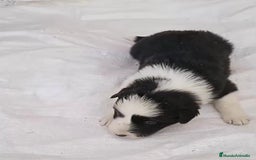 Border Collie perros en venta: Border collie  - Imagen 12