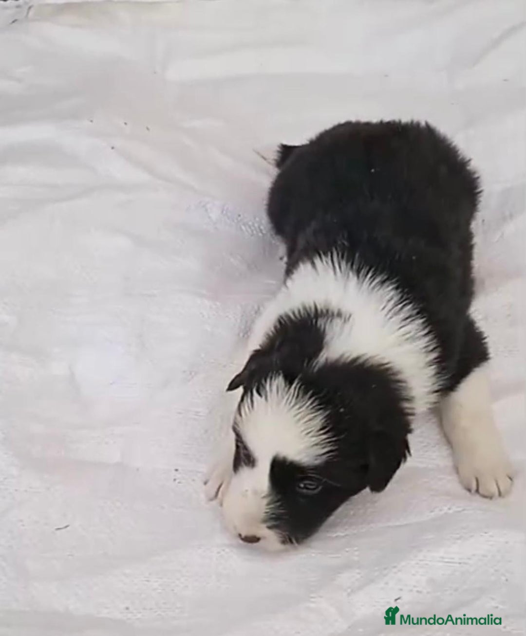 Border Collie perros en venta: Border collie  - Imagen 12