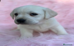 Labrador Retriever perros en venta: Labradora amarillo  - Anuncio 7