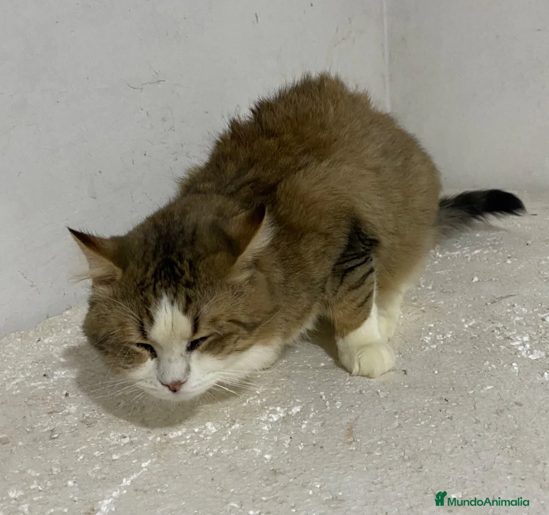 Raza Mixta gatos en venta: Cruce de persa  - Anuncio 2