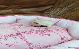 Chihuahua perros en venta: CHIHUAHUA TOY  - Imagen 6