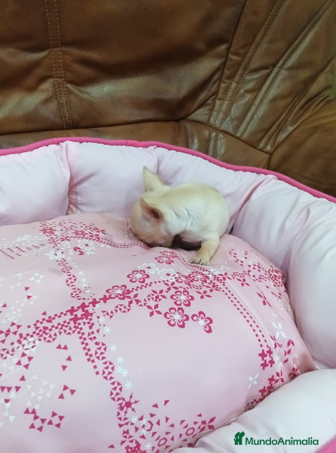 Chihuahua perros en venta: CHIHUAHUA TOY  - Imagen 6