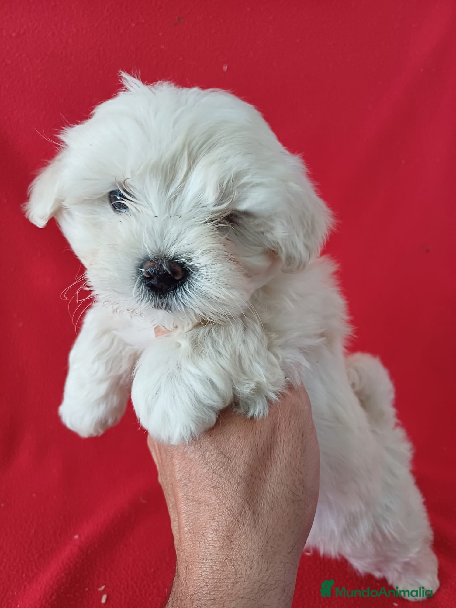 Bichón Maltés perros Bichon Maltés Americano  - Anuncio 3