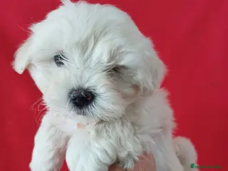 Bichón Maltés perros Bichon Maltés Americano - Anuncio 3