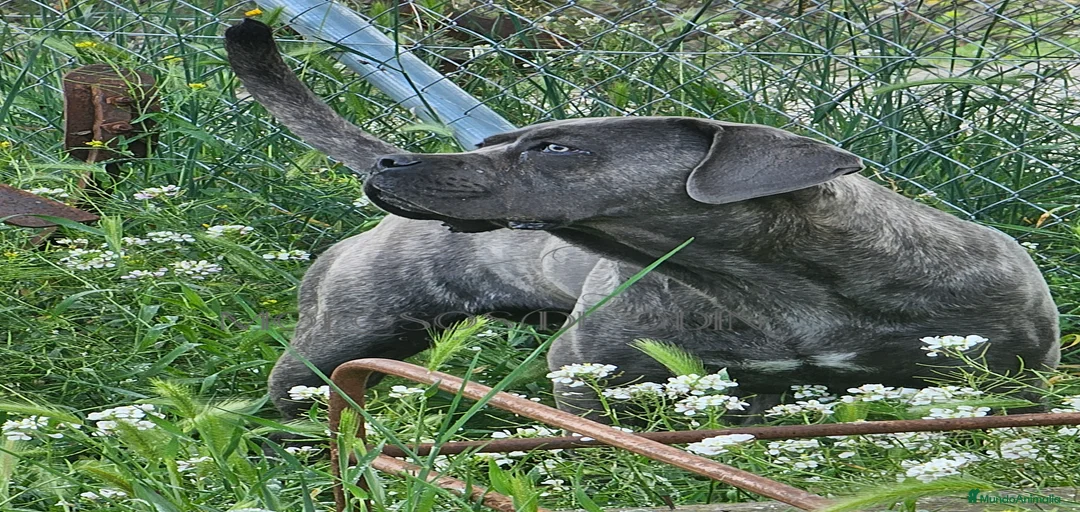 Imagen de galería {{count}}