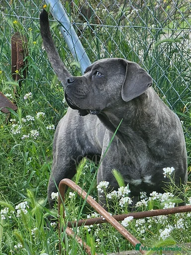 Imagen de galería {{count}}