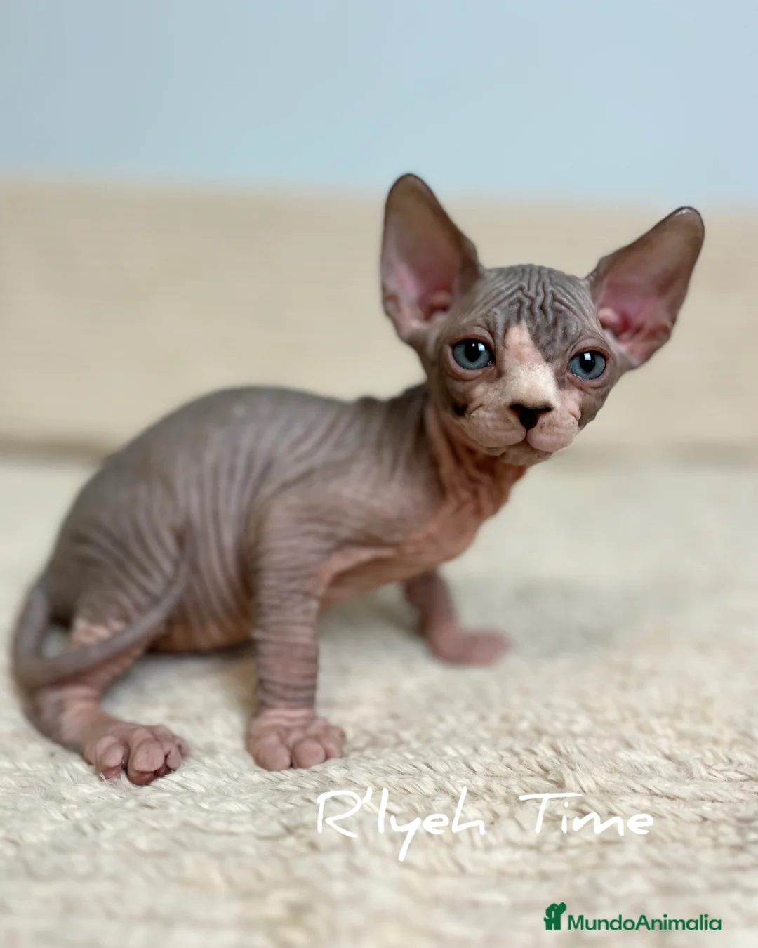Sphynx gatos en venta: Gatito sphynx - Anuncio 3