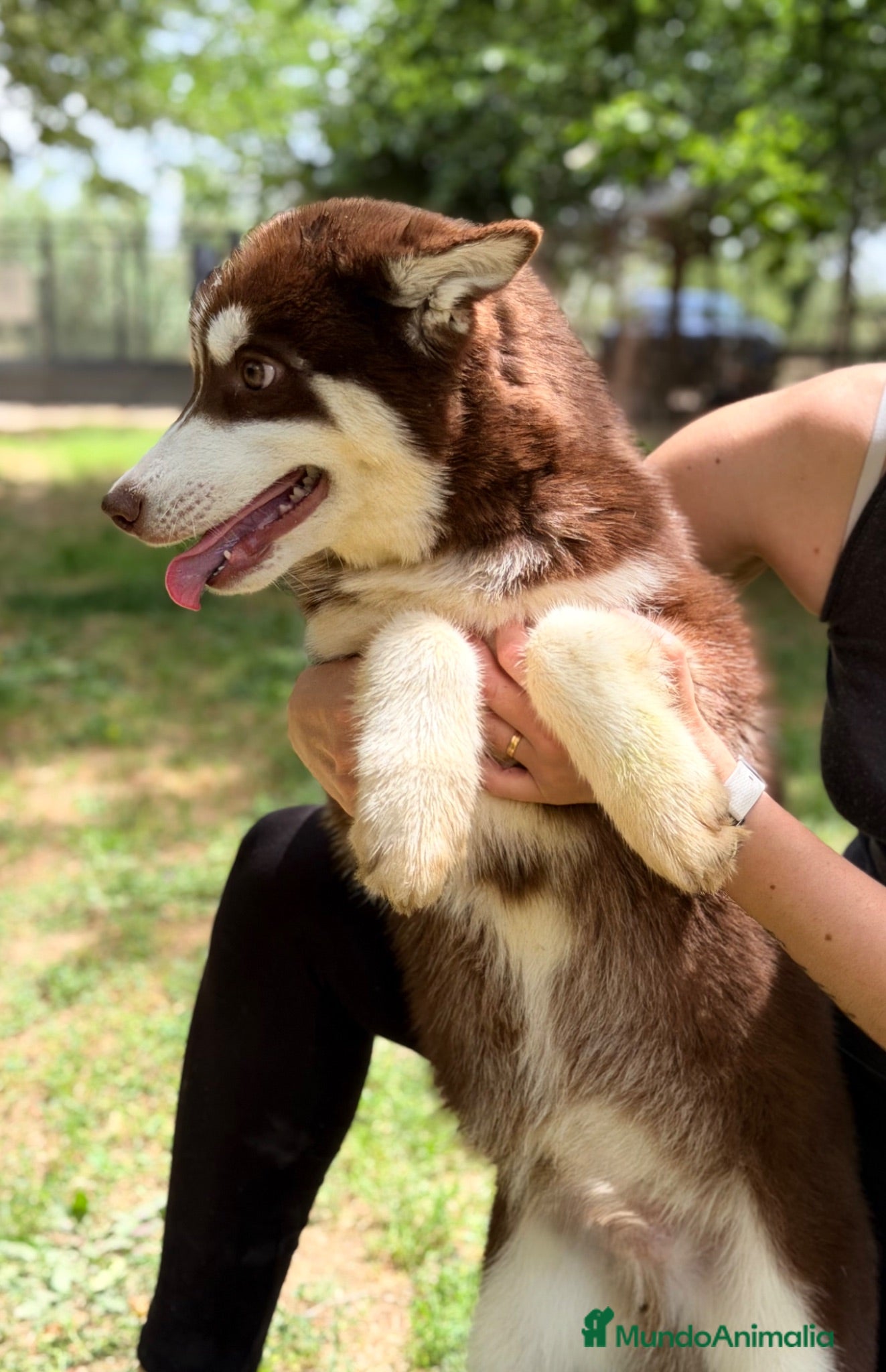Husky Siberiano perros Husky rojo  - Anuncio 3