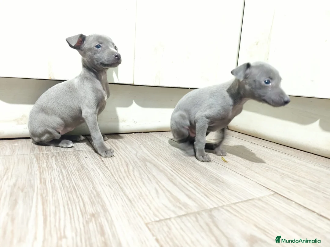 Pequeño Lebrel Italiano perros en venta: Espectacular hembritas de galgo italiano blue - Anuncio 3
