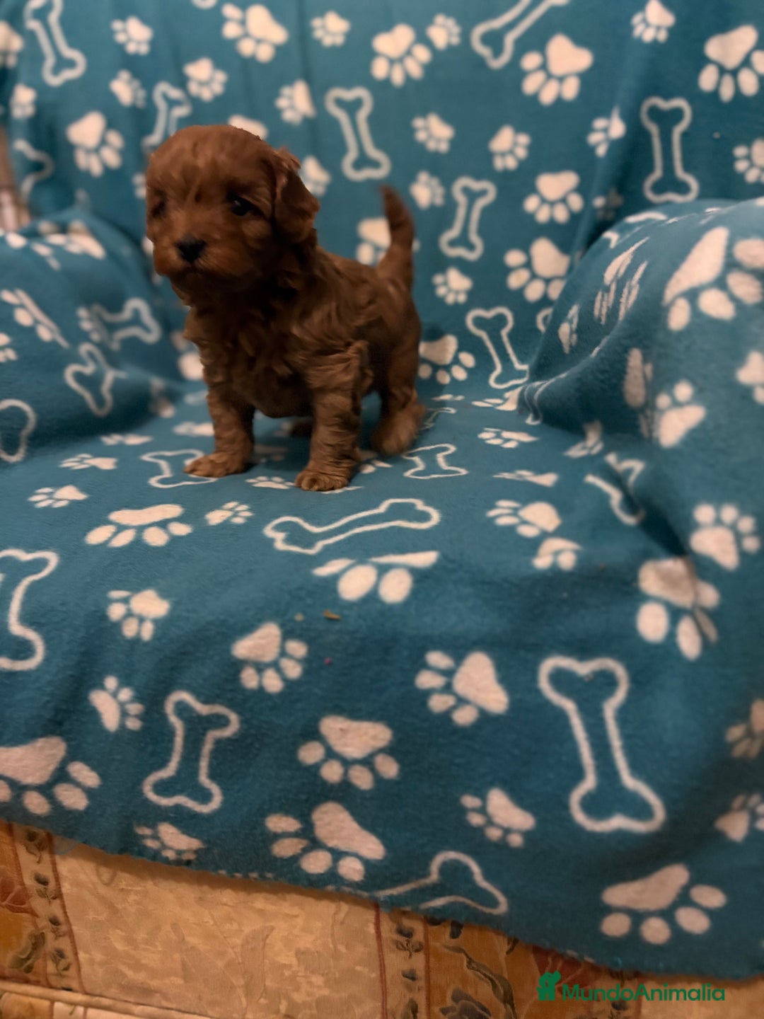 Caniche Toy perros en venta: Caniche rojo - Anuncio 6