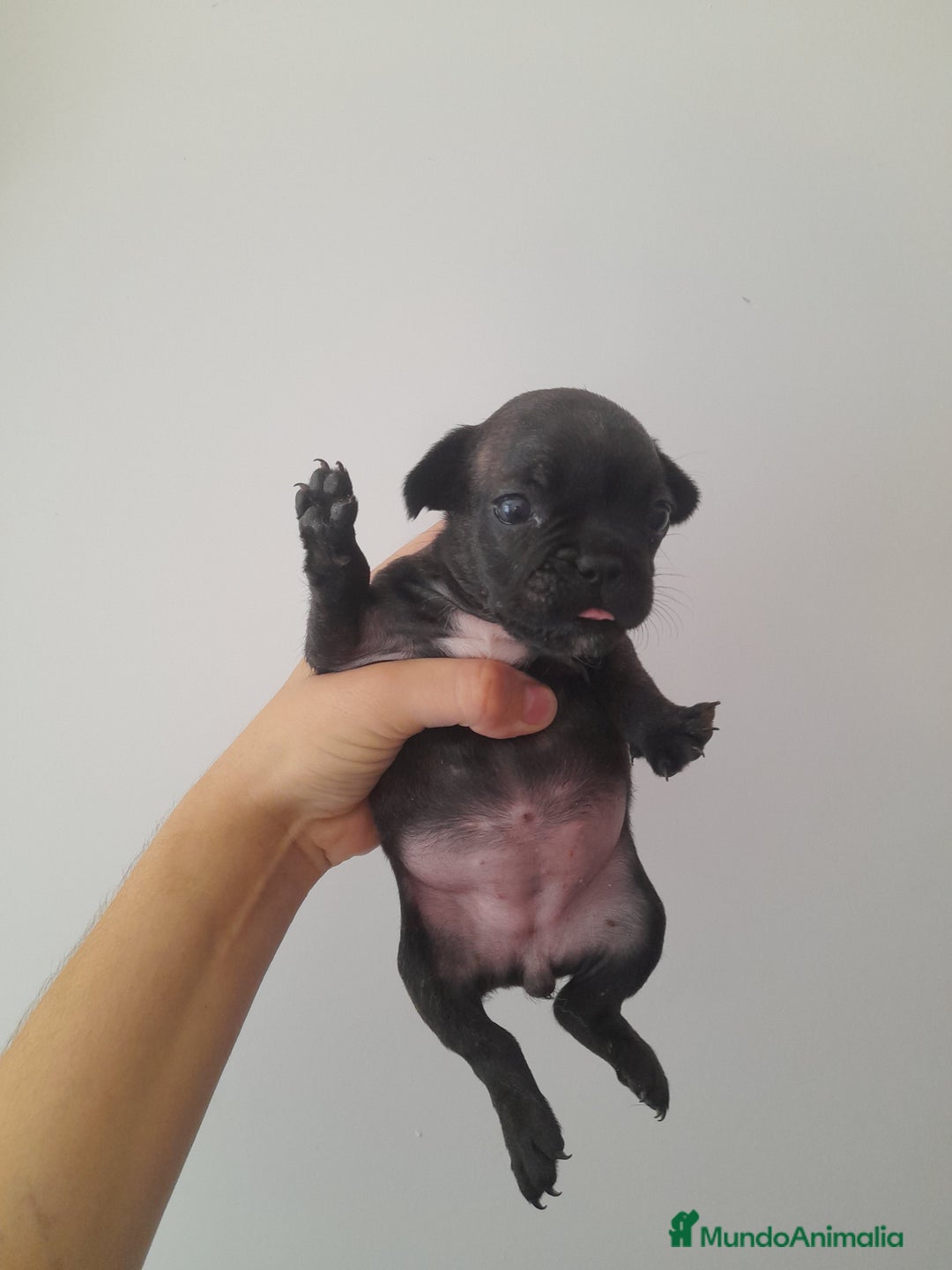 Bulldog Francés perros en venta: Camada de Bulldog Francés - Imagen 8
