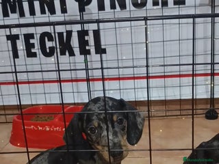 Teckel Miniatura perros - Anuncio 1