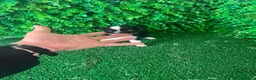 Chihuahua perros en venta: PRECIOSOS CHIHUAHUA RUSO Y ASIÁTICO - Anuncio 15