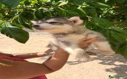 Husky Siberiano perros en venta: Husky siberiano ♀️♂️ - Imagen 4