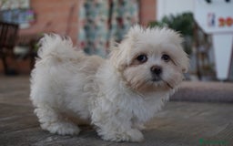 Maltipoo perros en venta: 🐾 Snow – Maltipoo macho blanco marfil 🐾 - Imagen 5