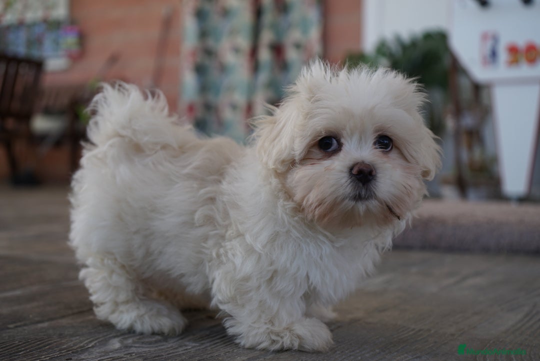Maltipoo perros en venta: 🐾 Snow – Maltipoo macho blanco marfil 🐾 - Imagen 5