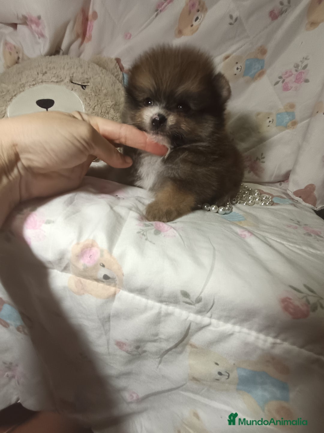 Pomerania perros en venta: Pomerania macho mini c - Imagen 1
