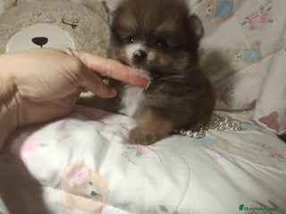 Pomerania perros - Anuncio 1