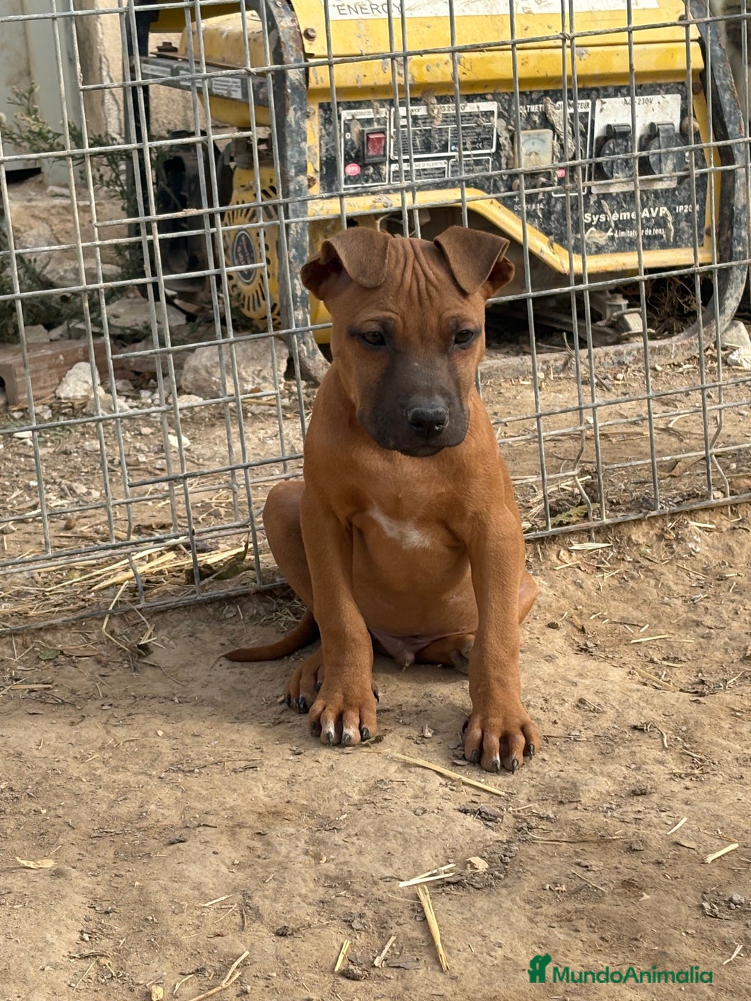 American Pit Bull Terrier perros en venta: Pitbull con pedigree  - Anuncio 4