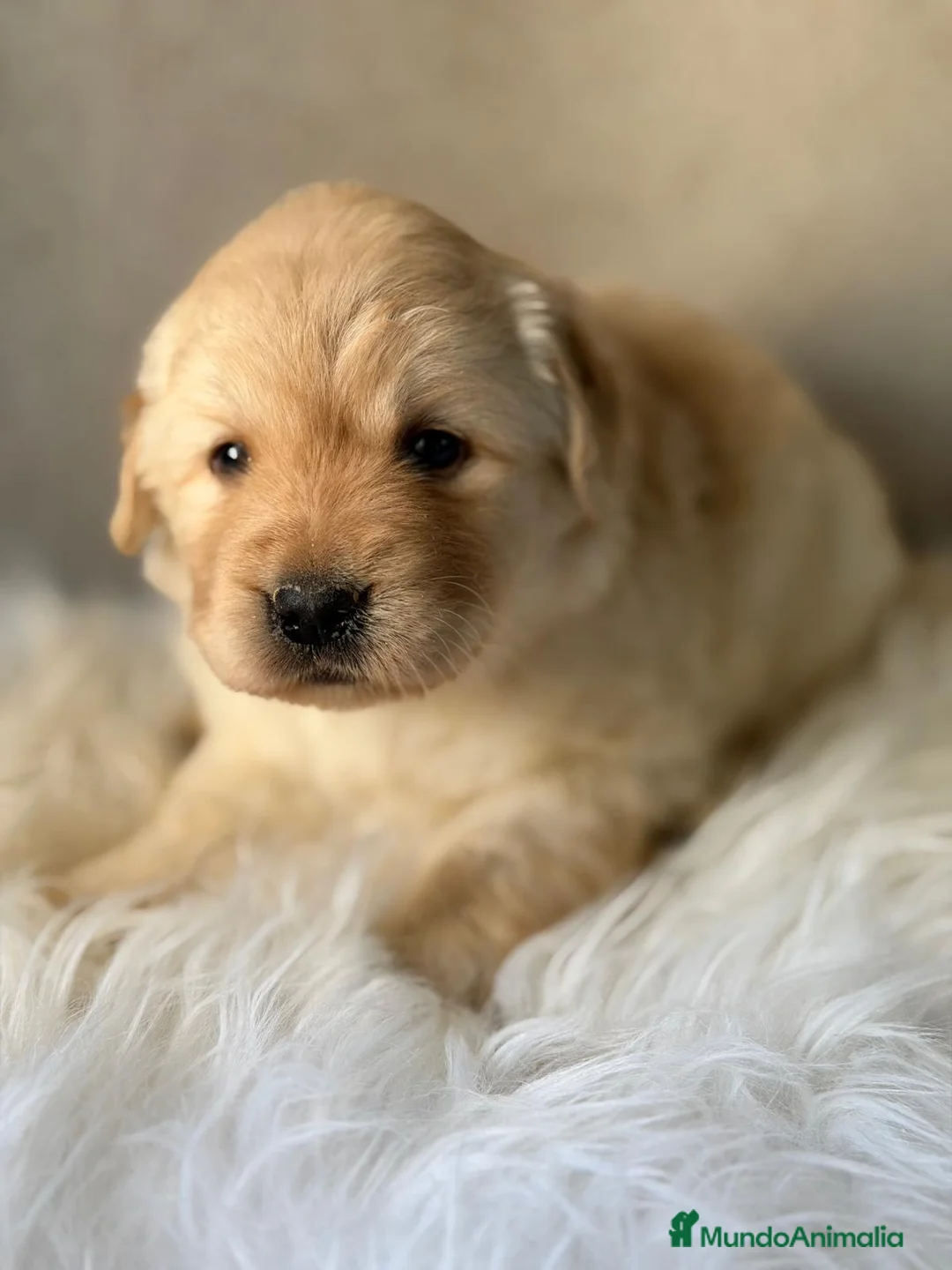 Labrador Retriever perros en venta: LABRADOR AMARILLO HEMBRITAS Y UN MACHO - Anuncio 1