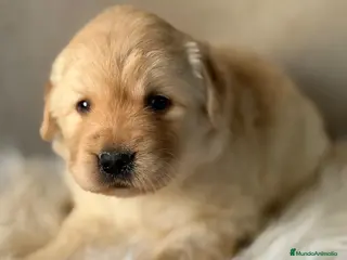 Labrador Retriever perros LABRADOR AMARILLO HEMBRITAS Y UN MACHO - Anuncio 1