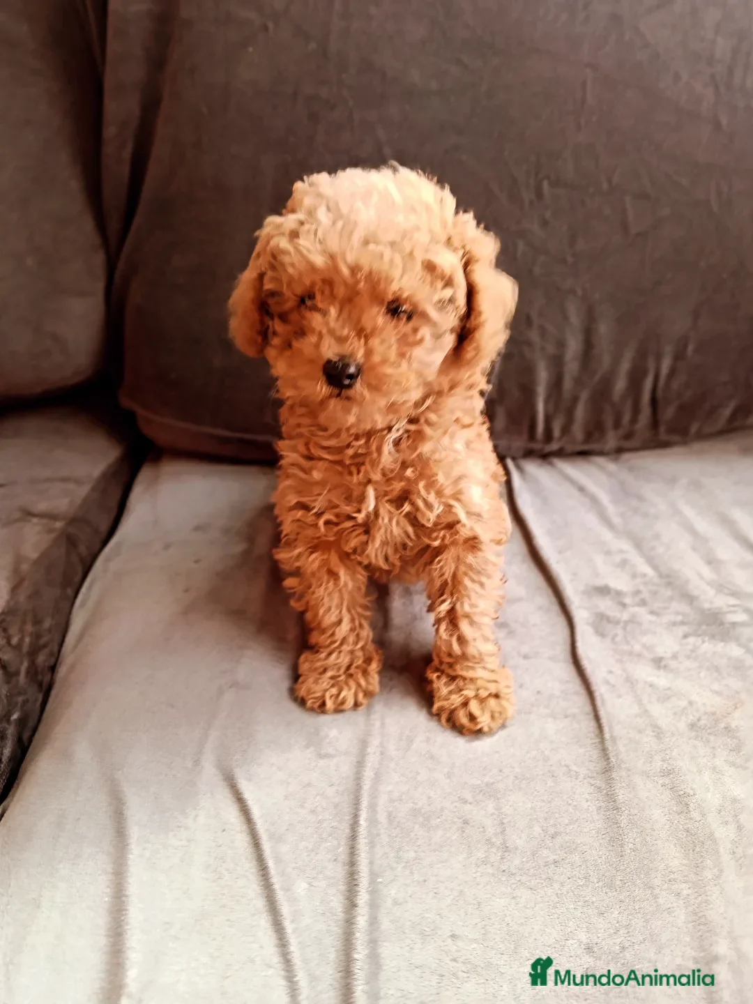 Caniche Toy perros en venta: Caniche toy - Anuncio 1