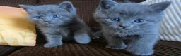 Británico de Pelo Corto Azul gatos en venta: Gatcot.com - Anuncio 2