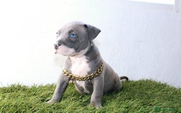 American Pit Bull Terrier perros en venta: American pitbull terrier criado todo en casa - Imagen 9