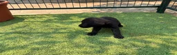Labrador Retriever perros en venta: LABRADOR - Anuncio 20