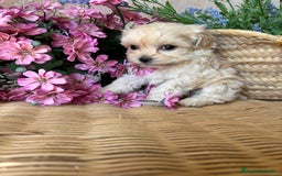 Maltipoo perros en venta: Maltipoo toy hembra (entrega en diciembre) - Imagen 7