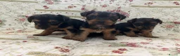Yorkshire Terrier perros en venta: Yorkshires camada - Anuncio 1