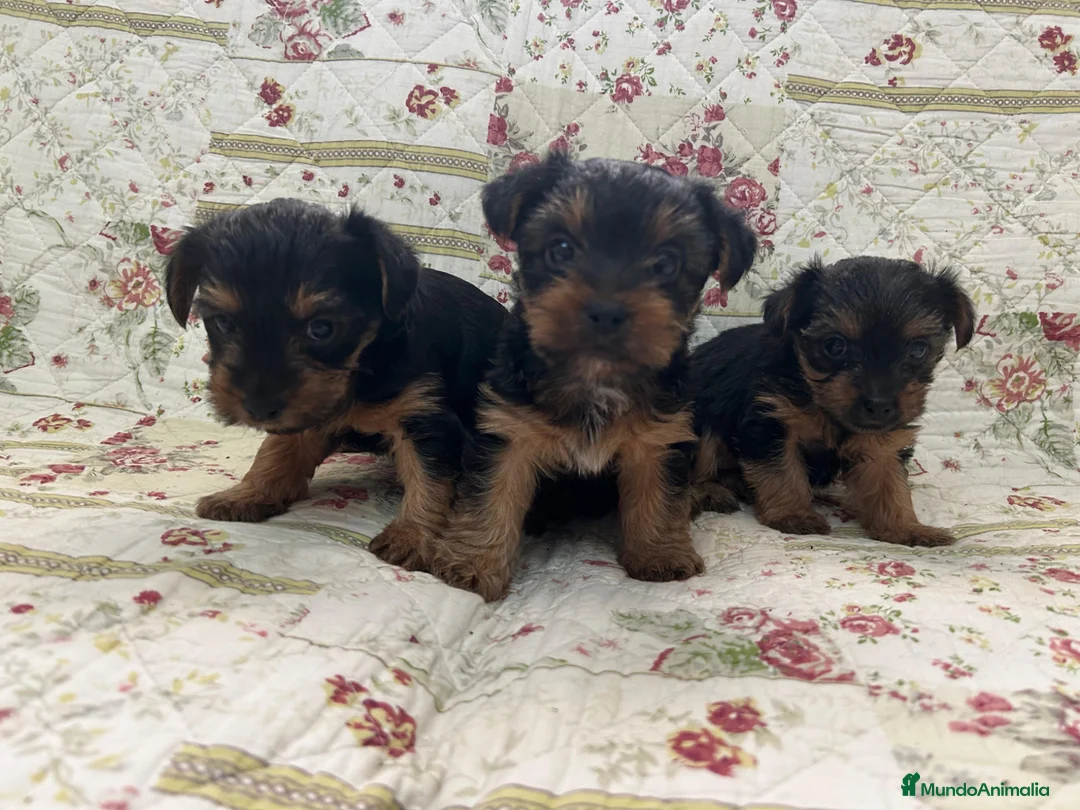 Yorkshire Terrier perros en venta: Yorkshires camada - Anuncio 1