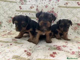 Yorkshire Terrier perros Yorkshires camada - Anuncio 1