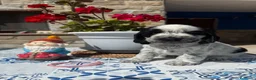 Cocker Spaniel Inglés perros en venta: Cachorros cocker spaniel ingles - Anuncio 3