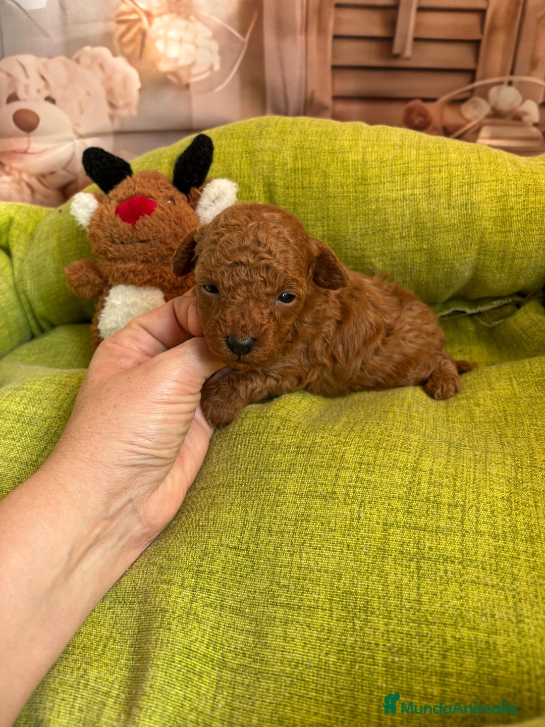 Caniche Toy perros en venta: Caniche toy rojo  - Anuncio 2