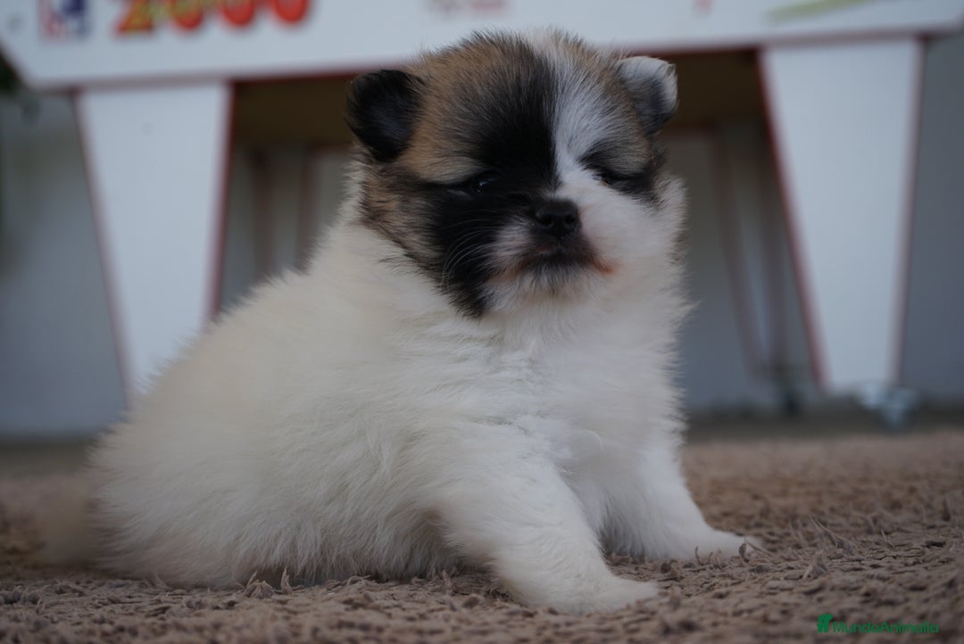 Pomerania perros en venta: 🐾 Prodigy y Roscón – Pomerania especiales 🐾 - Imagen 1